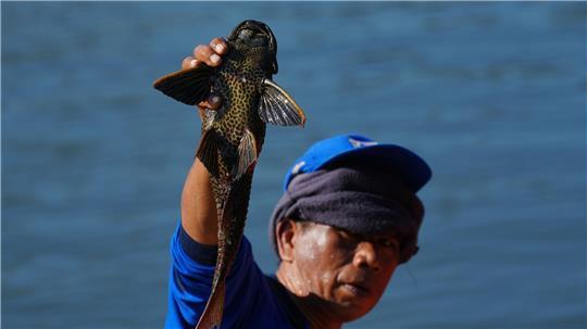Ein Mann hält einen Harnischwels hoch, den er während einer Aktion zur Entfernung invasiver Arten aus den Flüssen, Kanälen und Wasserreservoirs der indonesischen Hauptstadt Jakarta gefangen hat.