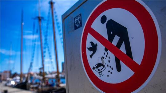 Ein Mann hat eine Anzeige bekommen, weil er Möwen gefüttert hat. (Archivfoto)