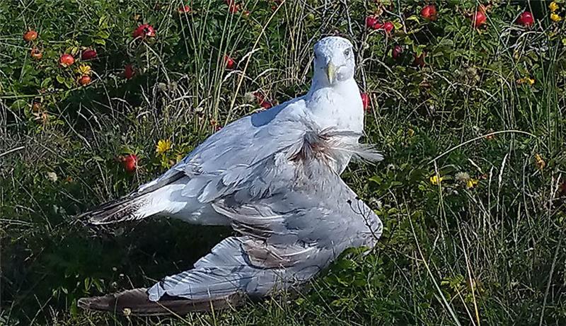 Weil sie sein Brötchen stibitze: Mann prügelt auf Möwe ein Ein Mann soll auf der Insel Wangerooge auf eine Möwe eingeprügelt haben. Das Tier wurde dadurch erheblich verletzt. Foto: Polizei