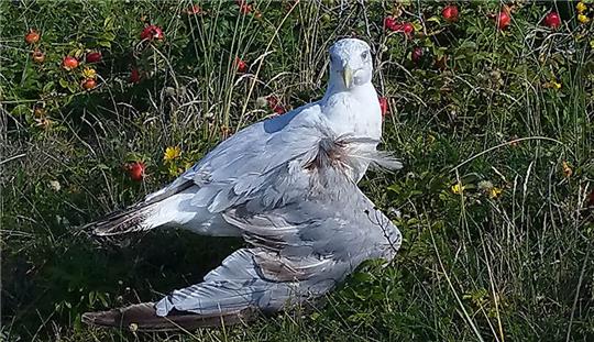 Ein Mann soll auf der Insel Wangerooge auf eine Möwe eingeprügelt haben. Das Tier wurde dadurch erheblich verletzt. Foto: Polizei