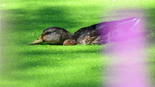 Ein Mann soll in Göttingen eine Ente erschlagen haben. (Symbolbild)