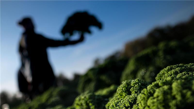 Ein Mann steht während der Ernte auf einem Grünkohlfeld. (Symbolbild) 