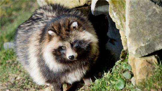 Ein Marderhund (Nyctereutes procyonoides) sitzt im Wisentgehege.