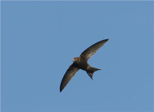 Ein Mauersegler. Foto: Nabu
