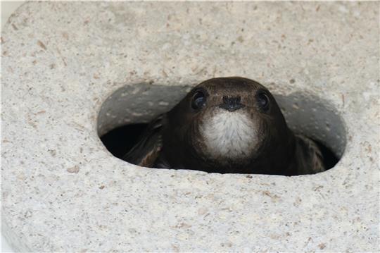 Ein Mauersegler schaut aus dem Nistkasten. Foto Dr. Johannes Heinßen
