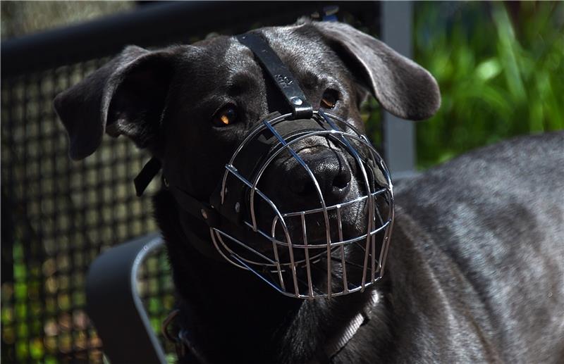 Harsefelder Besitzer von "gefährlichen Hunden" müssen jetzt 700 Euro jährlich zahlen Ein Maulkorb hilft gegen Beißvorfälle: Hunde, die vom Veterinäramt als gefährlich eingestuft sind, kosten in Harsefeld 700 Euro Steuer. Foto: dpa