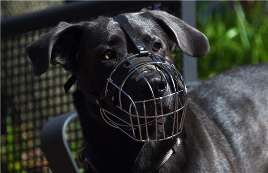 Ein Maulkorb hilft gegen Beißvorfälle: Hunde, die vom Veterinäramt als gefährlich eingestuft sind, kosten in Harsefeld 700 Euro Steuer. Foto: dpa