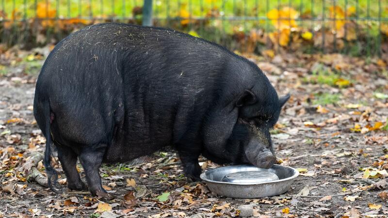 Minischweine als Haustiere: Experten warnen vor Trend Ein Minischwein lebt auf dem Gnadenhof.