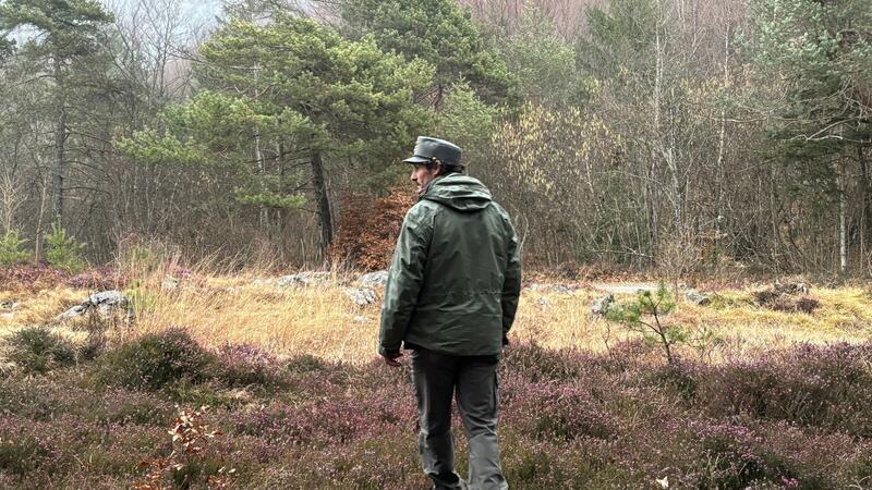 Kein Ende im Streit um Bären im Trentino Ein Mitarbeiter des Forstkorps im Trentino untersucht ein Waldstück. Im Trentino leben durch ein erfolgreiches Wiederansiedlungsprojekt wieder Braunbären.