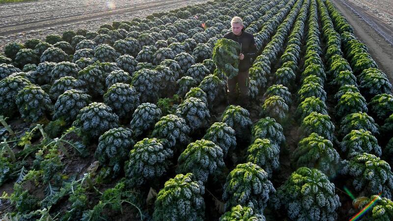 Grünkohlernte im Norden läuft an: Gute Qualität erwartet Ein Mitarbeiter eines Landwirts erntet auf einem Feld Grünkohl nach den ersten Frostnächten.
