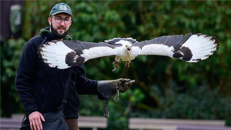 Ein Mitarbeiter im Weltvogelpark Walsrode übt mit einem Palmgeier.