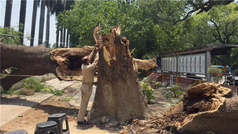 Ein Mitglied der Zivilschutzorganisation bindet ein Seil an einen umgestürzten Baum, um nach Stürmen und starken Regenfällen eine Notunterkunft zu errichten.