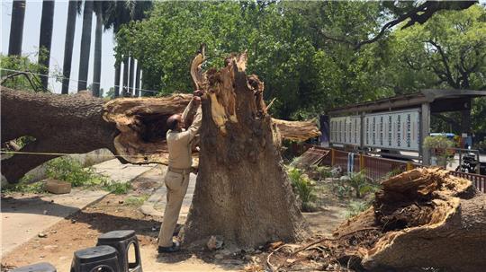 Ein Mitglied der Zivilschutzorganisation bindet ein Seil an einen umgestürzten Baum, um nach Stürmen und starken Regenfällen eine Notunterkunft zu errichten.