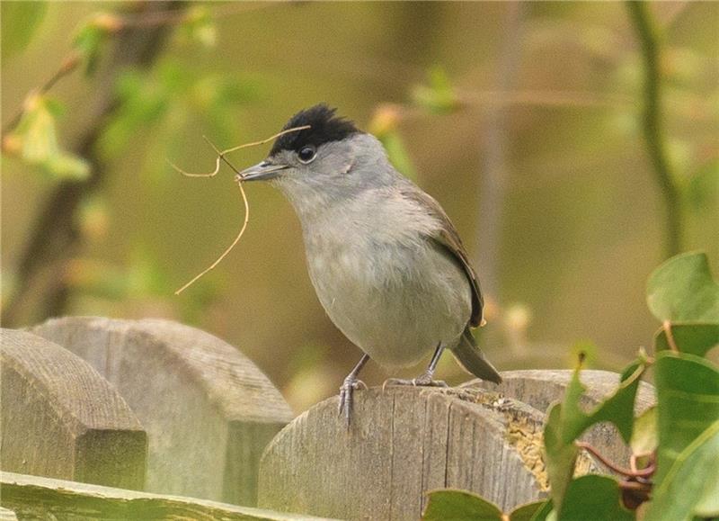 Ein Mönchsgrasmücken-Männchen . Foto: Paulin