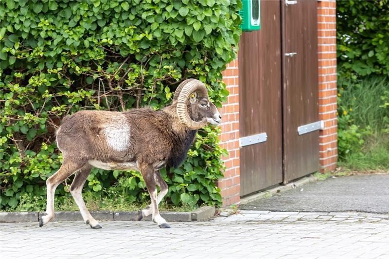 Ein Muffel-Widder streift durch den 460-Seelen-Ort Kaaks, zwischen Hamburg und Heide/Holstein und kommt dabei am Feuerwehrgeräteschuppen des Ortes vorbei. Zwei wilde Mufflons haben es sich in dem kleinen Dorf in Schleswig-Holstein gemütlich gemacht und begeistern dort nun die meisten Anwohner von Kaaks. Foto: Bodo Marks/dpa