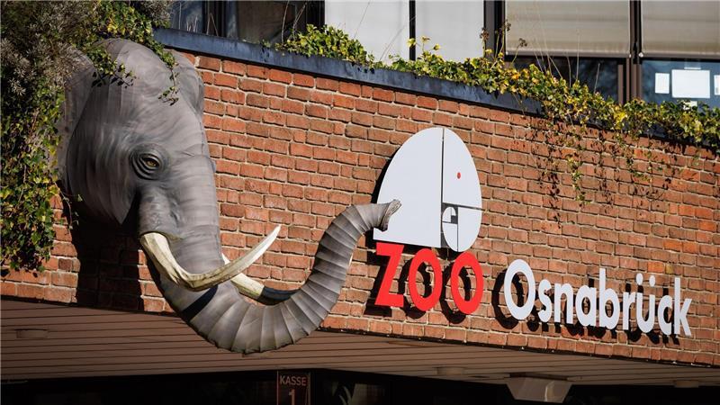 Ein Nandu ist im Zoo Osnabrück gestorben, bei einer ersten Untersuchung wurde der Vogelgrippevirus festgestellt. (Archivbild)