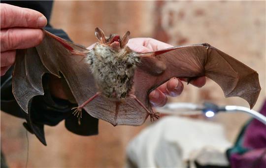 Ein Naturschützer zeigt eine Fledermaus der Art Großes Mausohr. Foto: dpa