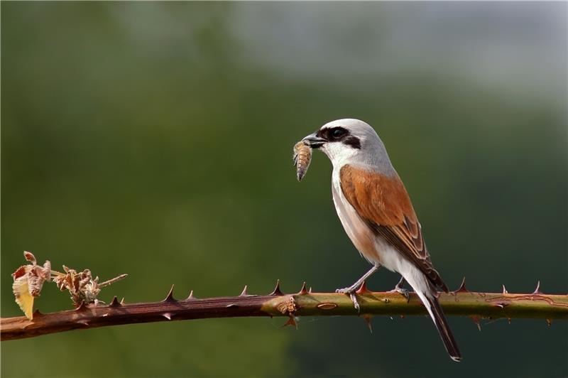 Ein Neuntöter mit Beute. Foto: Schaffhäuser