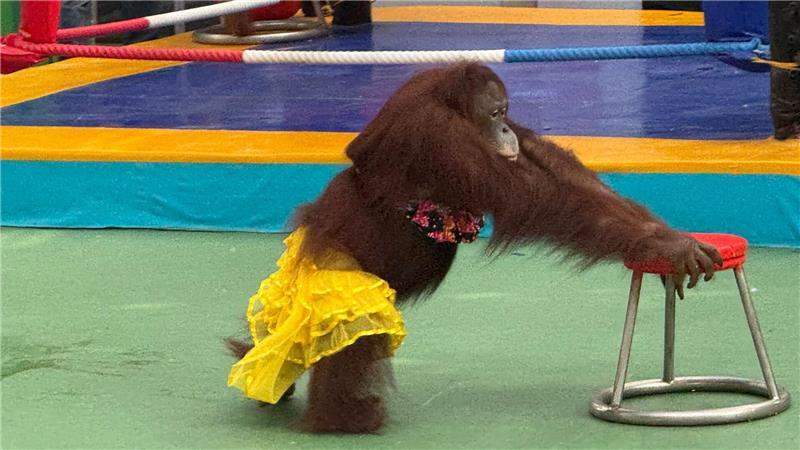 Ein Orang-Utan-Weibchen bei einer umstrittenen Bühnenshow.