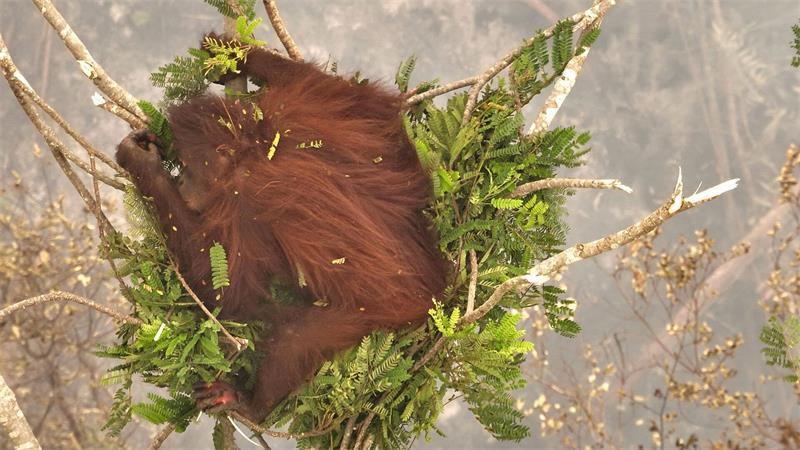 Schwere Waldbrände auf Borneo - Orang-Utans in Lebensgefahr Ein Orang-Utan-Weibchen klammert sich während eines Waldbrandes an eine Baumkrone.