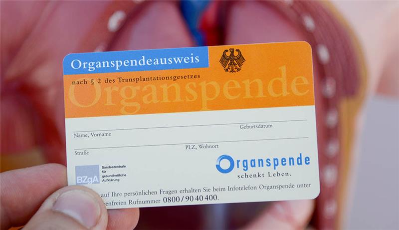 Ein Organspendeausweis, aufgenommen vor dem Modell eines menschlichen Torsos. Foto: Daniel Maurer/dpa