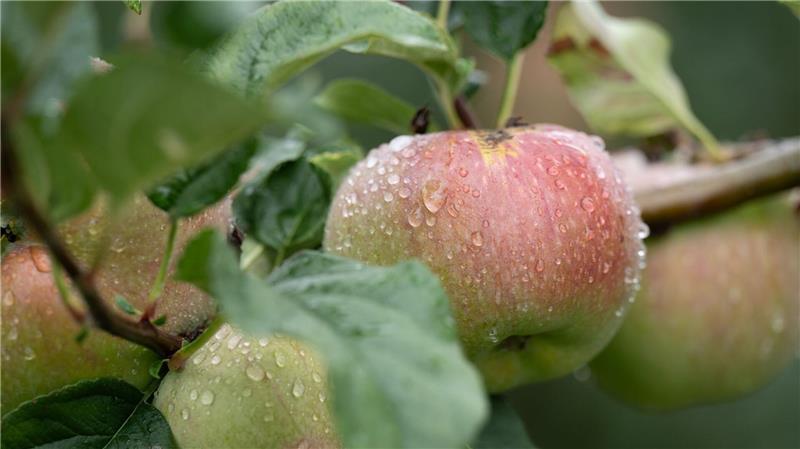 Paar will kiloweise Äpfel von Plantage in Jork mitnehmen Ein Pärchen aus Osterholz-Scharmbeck versuchte, mehrere Kilogramm Äpfel zu stehlen.