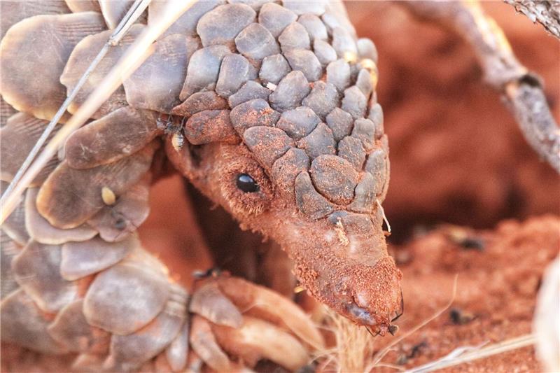 Ein Pangolin sieht aus wie ein «wandelnder Kiefernzapfen».