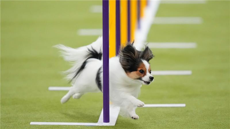 Ein Papillon-Hund nimmt an den Masters Agility Championship Finals auf der 150. Westminster Kennel Club Dog Show in New York teil.