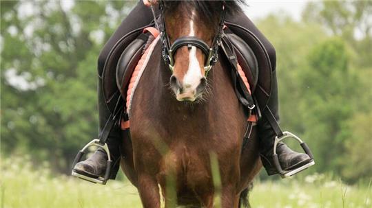 Ein Pferd, das bei einem Trecker-Unfall im Kreis Harburg schwer verletzt worden ist, musste eingeschläfert werden.
