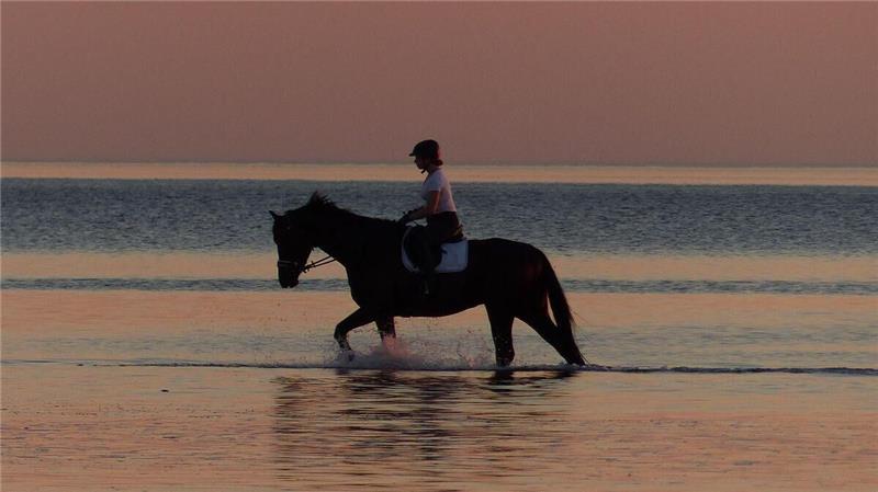 Ein Pferd ist am Montag im Watt plötzlich zusammengebrochen. Symbolbild: Reese-Winne