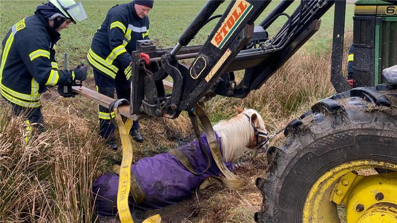 Tierischer Feuerwehreinsatz in Dollern mit Happy End Ein Pferd steckt in einem Wassergraben fest.