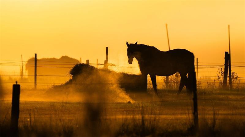 Ein Pferd steht bei Sonnenaufgang auf einer Pferdekoppel am Flughafen Hannover.