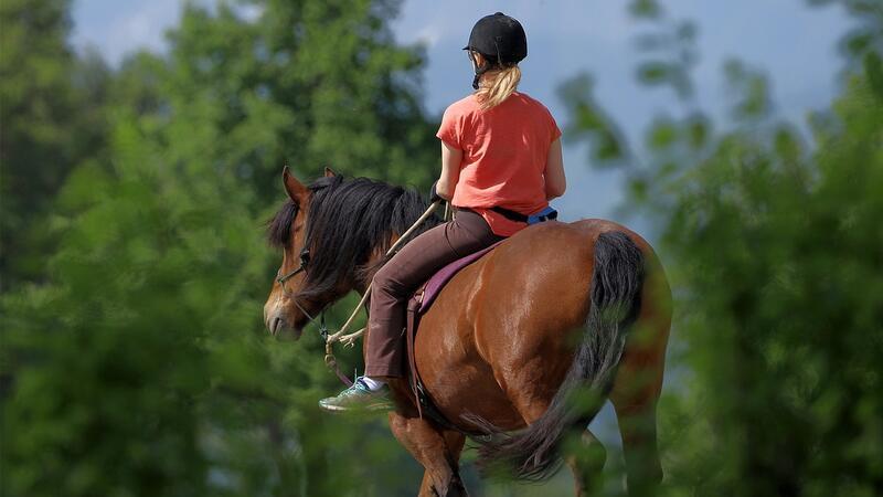 Ein Pferd wurde am Dienstag bei einem Unfall mit einem Trecker schwer verletzt (Symbolbild).