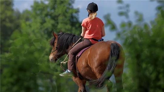 Ein Pferd wurde am Dienstag bei einem Unfall mit einem Trecker schwer verletzt (Symbolbild).