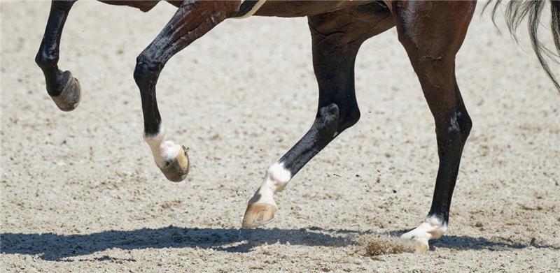 Pferde auf der Autobahn: Autofahrer kann auf A39 nicht mehr ausweichen Ein Pferd wurde von einem Auto touchiert. (Symbolbild)