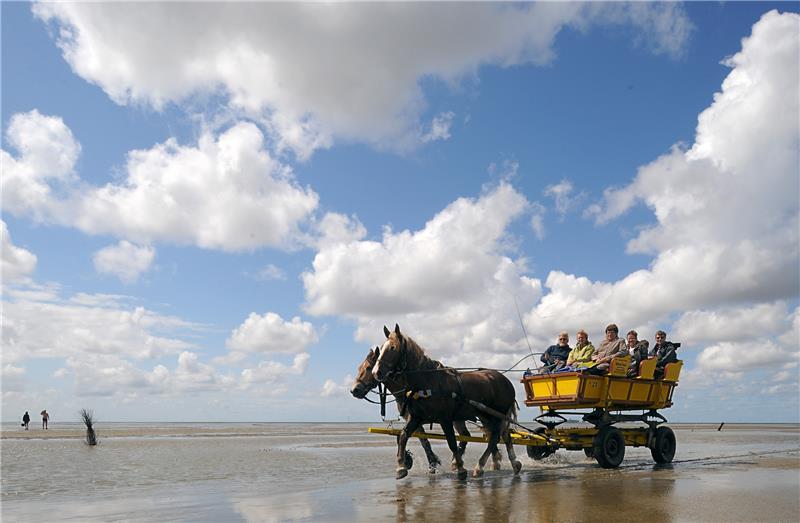Ein Pferdewagen kehrt bei Niedrigwasser von einem Ausflug zur Nordseeinsel Neuwerk zurück. Foto: Wagner/dpa