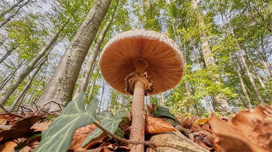Ein Pilz Gemeiner Riesenschirmling wächst in einem Wald in der Region Hannover.