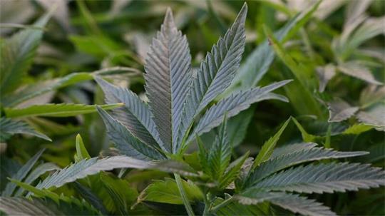 Ein Pilzsammler hat zufällig eine Cannabisplantage in der Nähe von Travemünde entdeckt.