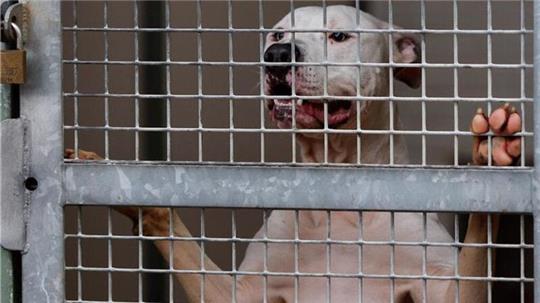 Ein Pit-Bull Terrier schaut durch die Gitterstäbe eines Tierheim-Zwingers (Symbolbild).