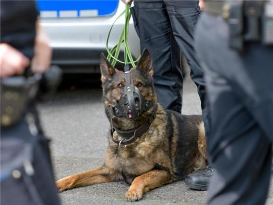 Ein Polizeihund bei einem Einsatz (Symbolbild). Foto: picture alliance /dpa/Archivbild