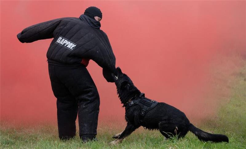 Radlader-Dieb flieht in Wald – Polizeihund jagt hinterher Ein Polizeihund nahm im Wald an der L212 die Fährte des geflohenen Transporterfahrers auf (SYMBOLBILD).