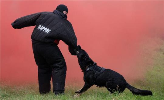 Ein Polizeihund nahm im Wald an der L212 die Fährte des geflohenen Transporterfahrers auf (SYMBOLBILD).