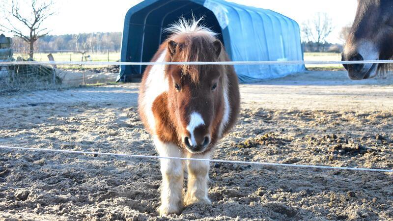 Ein Pony, das Ruhe ausstrahlt: Pico kann helfen, ist Sina Bernhard überzeugt.
