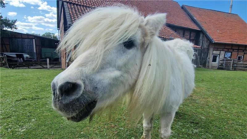 Ein Pony musste in Hude von der Feuerwehr aus einem Graben gerettet werden. (Symbolbild)
