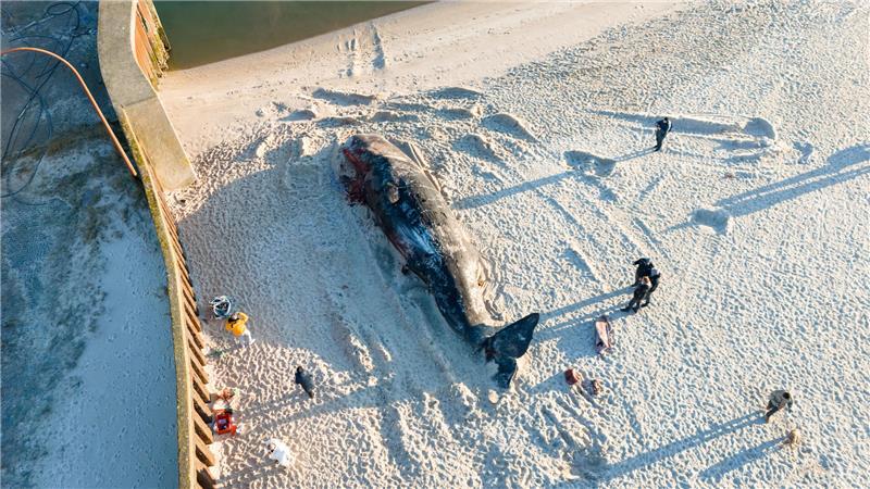Nach Abschuss auf Sylt: Warum so viele Wale sterben Ein Pottwal-Kadaver liegt am Strand. Der rund 14 Meter lange Kadaver war im Februar von Muschelfischern dorthin geschleppt und gesichert worden.