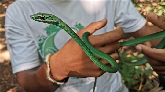 Ein Principe-Smaragdnatter 