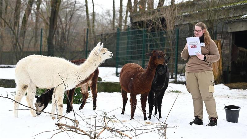 Ein Quartett Alpakas lebt im Zoo Hannover.