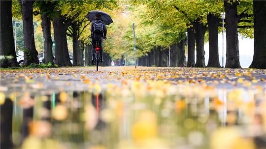 Ein Radfahrerin fährt mit einem Regenschirm durch eine herbstlich verfärbte Allee am Maschsee in Hannover.