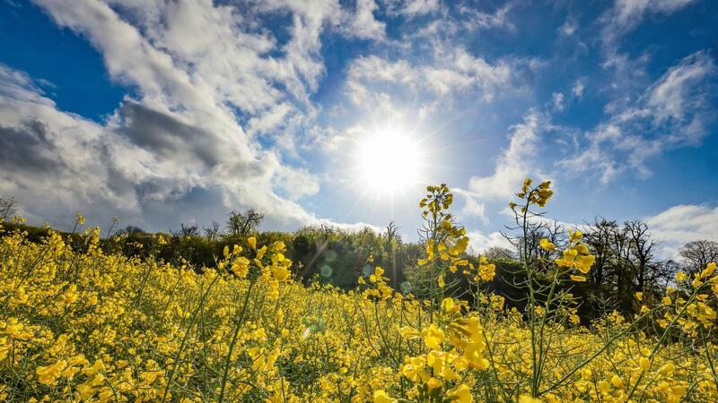 Wetterbesserung in Sicht - Temperaturen steigen Ein Rapsfeld leuchtet gelb im Sonnenschein.