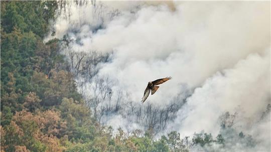 Ein Raubvogel flieht vor den Flammen während eines Waldbrandes in Anllarinos Del Sil, Asturien. 